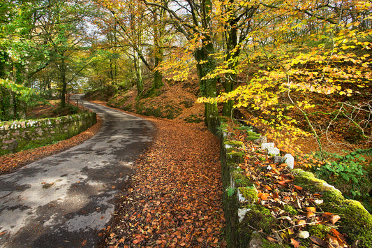 Slade Bridge at Autumn