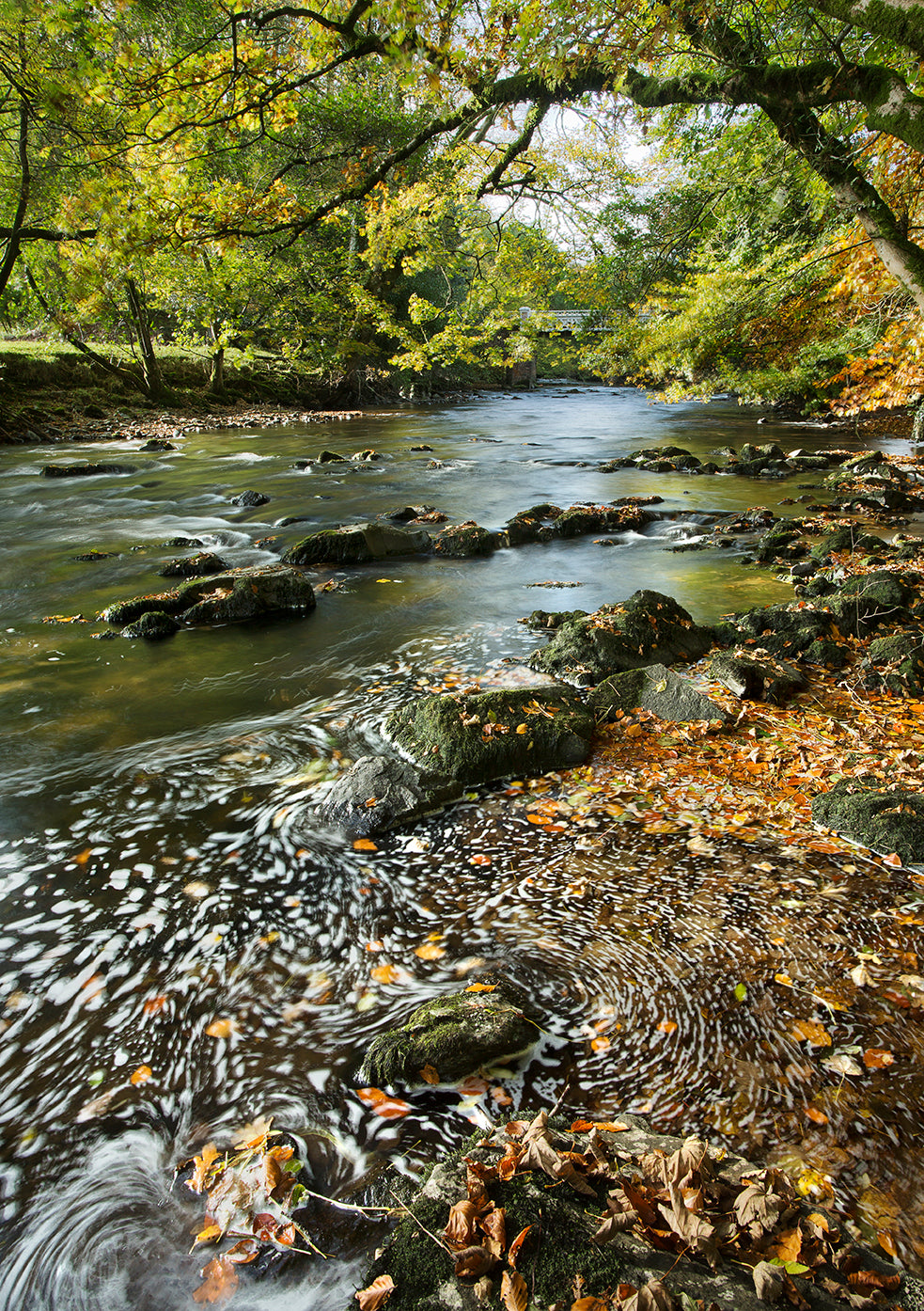 Marsh Bridge Autunm