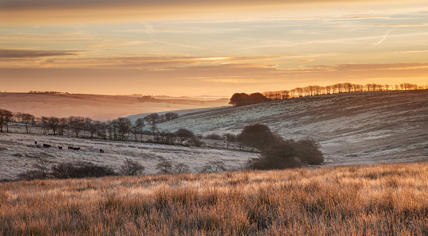 Frosty Exmoor