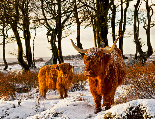 Highland Cattle in the Snow