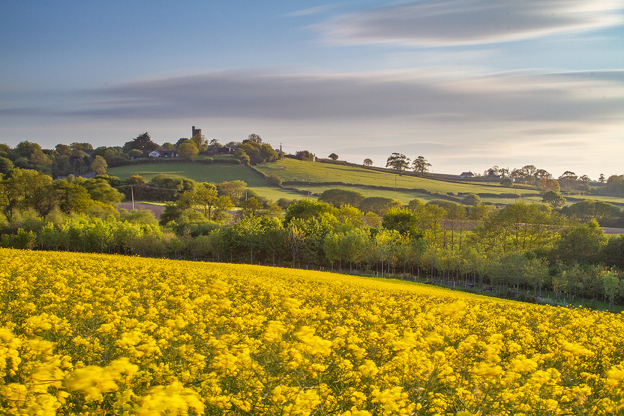 Atherington church Rapeseed