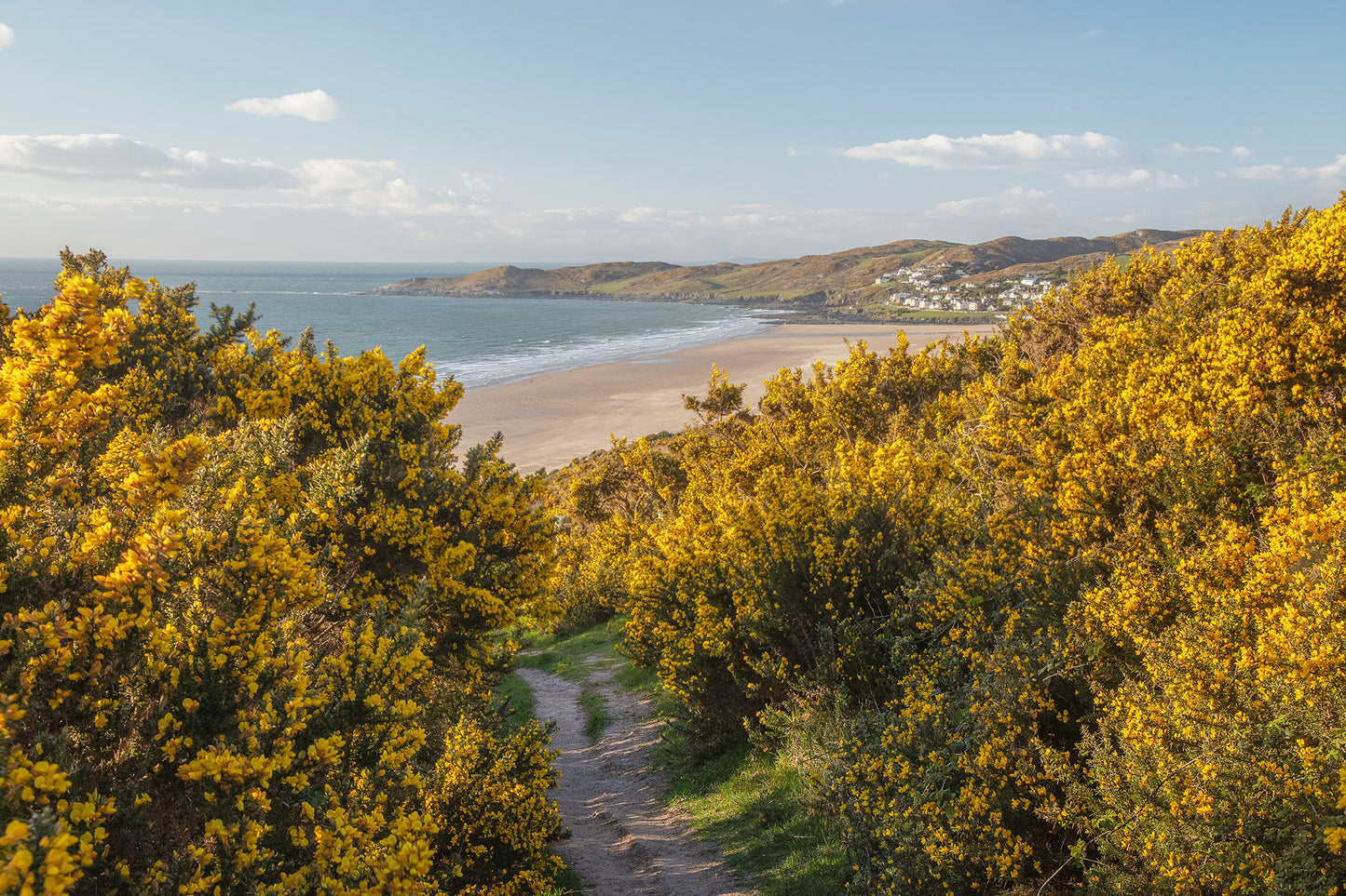 Woolacombe Spring Gorse