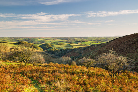 Molland Common