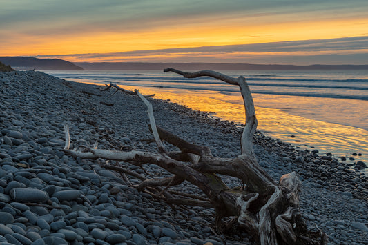 Westward Ho Driftwood Sunset