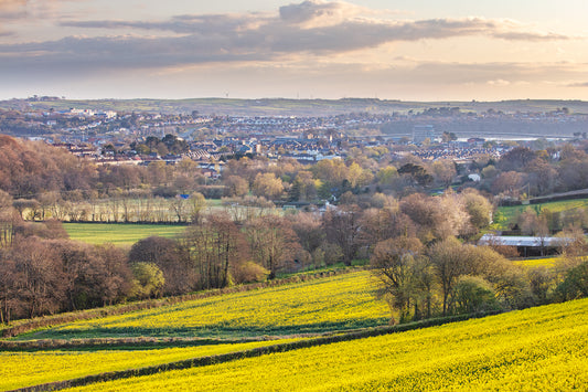 Barnstaple Rapeseed