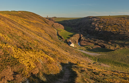 Hartland Church Spring Gorse