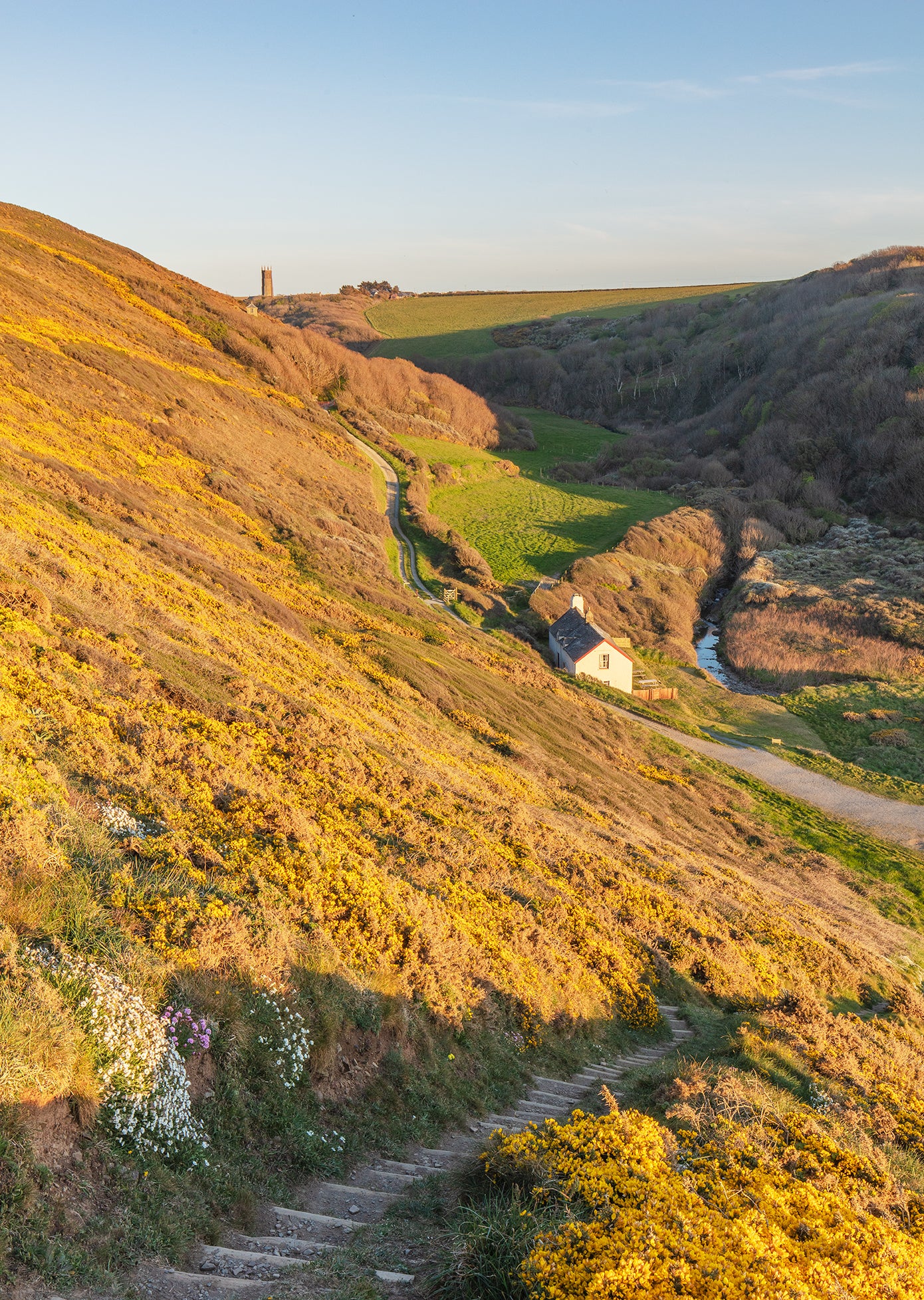 Hartland Church Spring Gorse