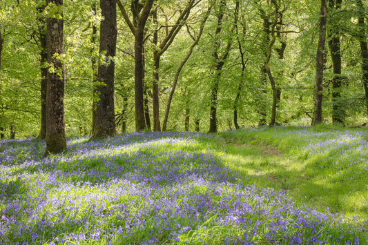 Exmoor Bluebells