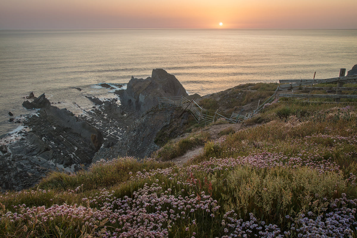 Hartland Wild Flowers Sunset