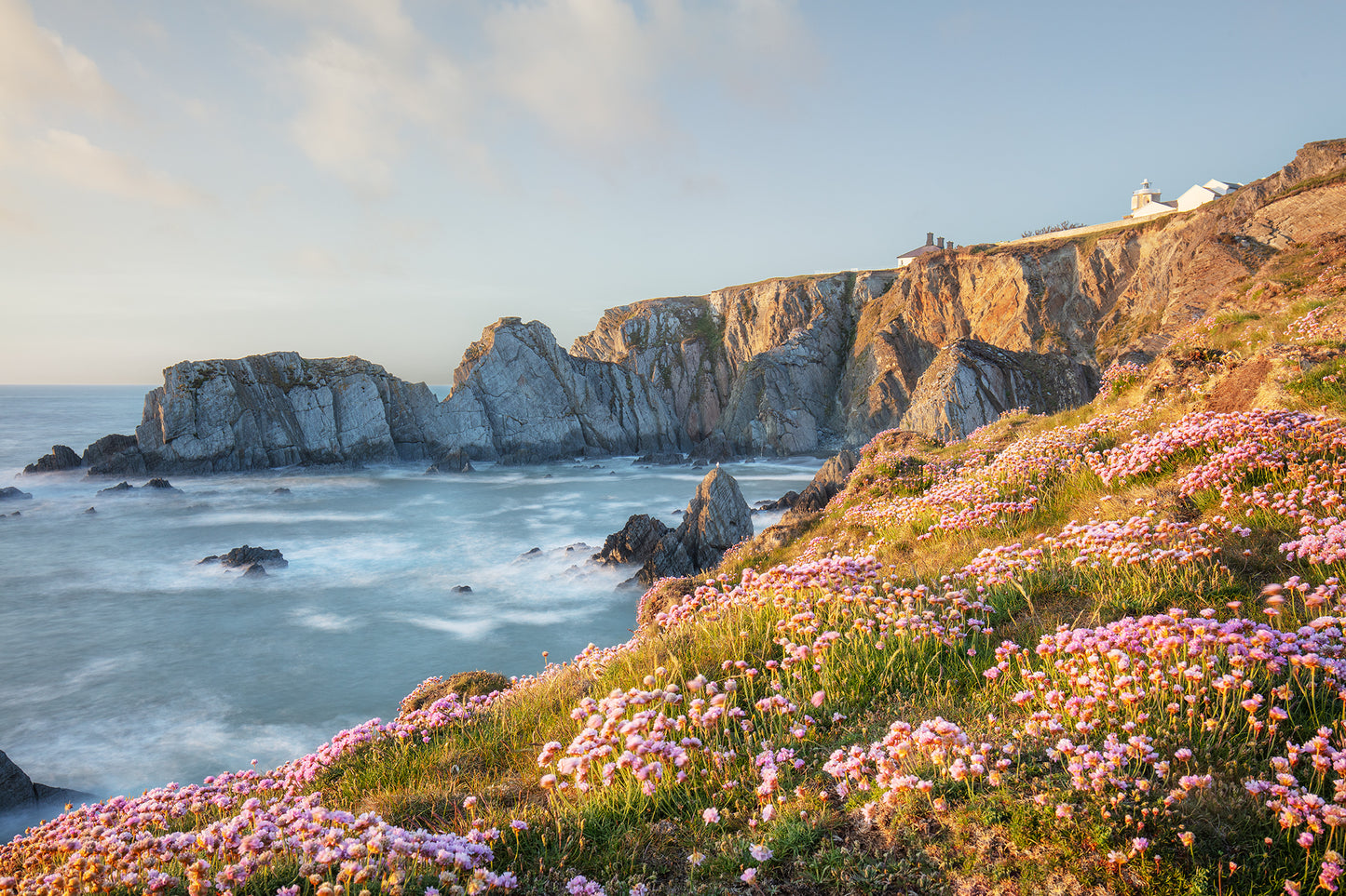 Bull Point Lighthouse Spring Flowers