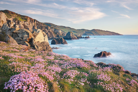 Morte Point Spring Flowers