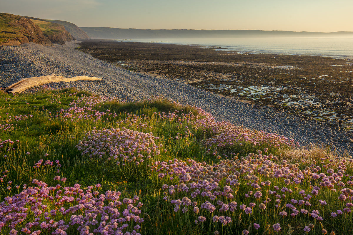 Greencilff, Westward Ho Wild Flowers