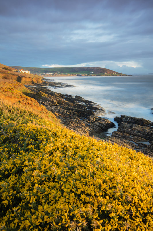 Croyde Spring Grose