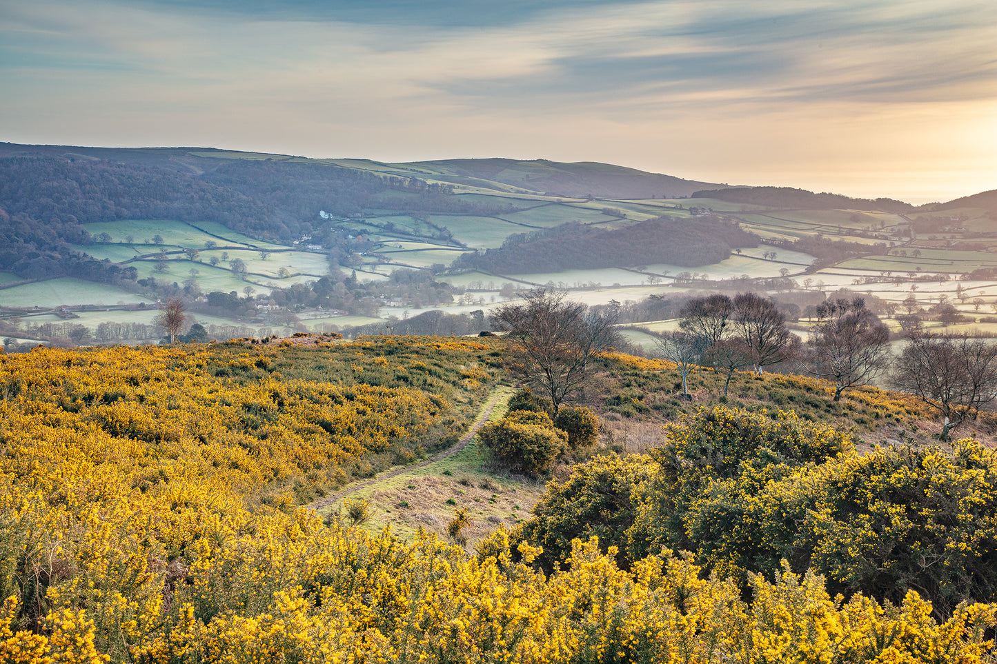 Exmoor Gorse Above Porlock