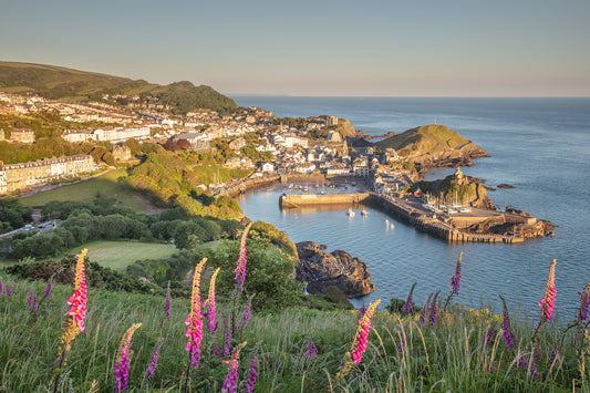 Ilfracombe Sunrise Foxgloves