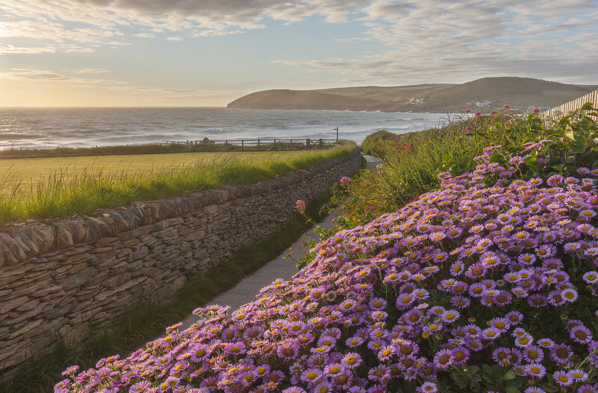 Croyde Down End Wild Flowers
