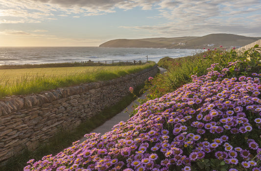 Croyde Down End Wild Flowers