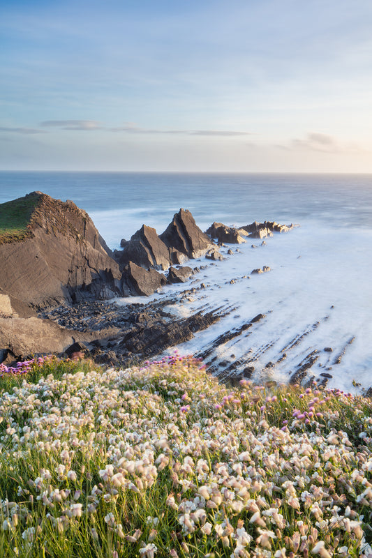 Hartland Quay Flowers