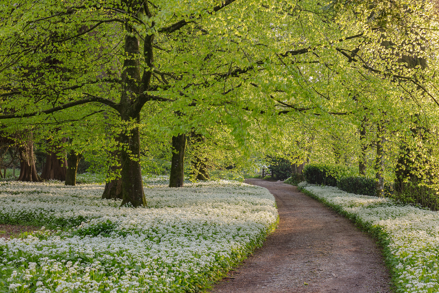 Arlington Court Wild Garlic