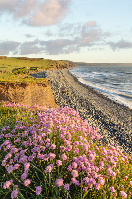 Greencliff Westward Ho Flowers