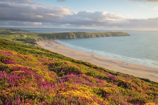 Woolacombe Down Heather