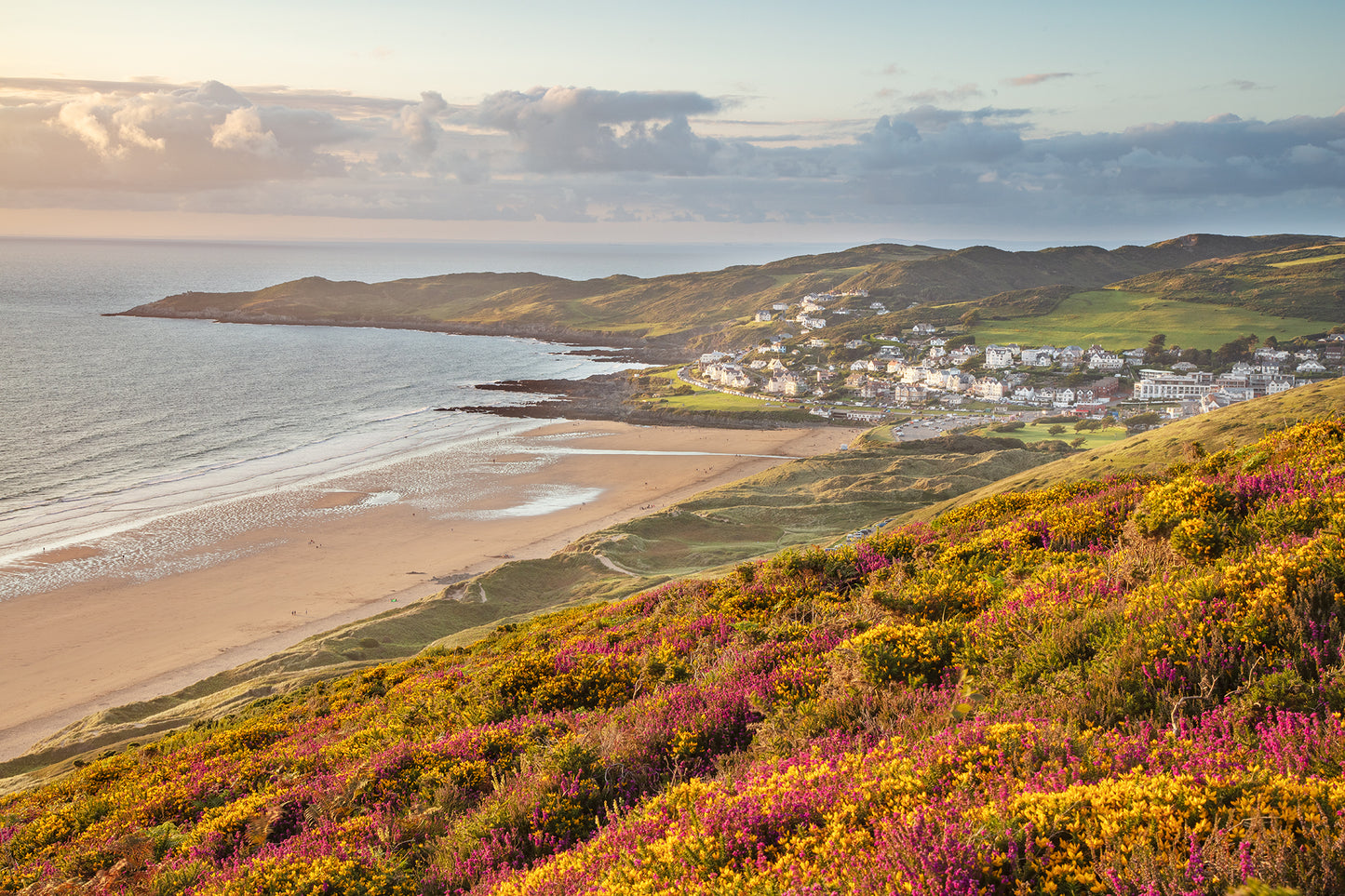 Woolacombe Down Heather