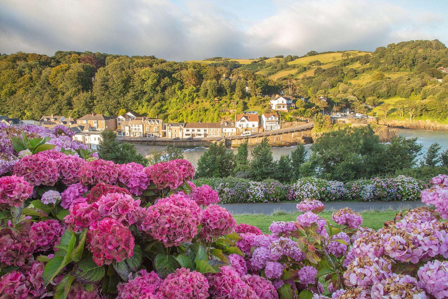 Combe Martin Wild Flowers