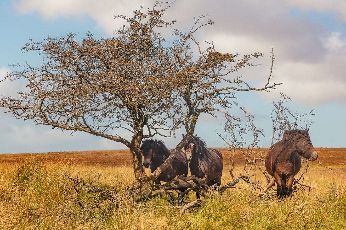 Exmoor Ponies Sheltering