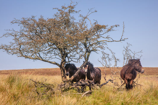 Exmoor Ponies Sheltering