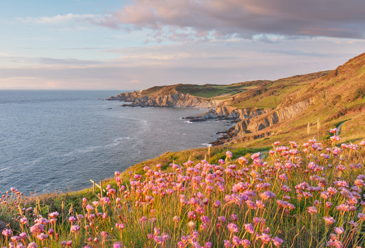 Bull Point Lighthouse Sea Thrift