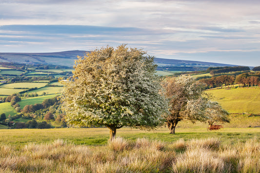 Room Hill Hawthorn towards Dunkery