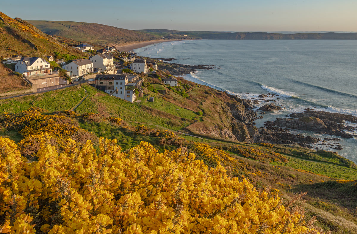 Woolacombe Gorse