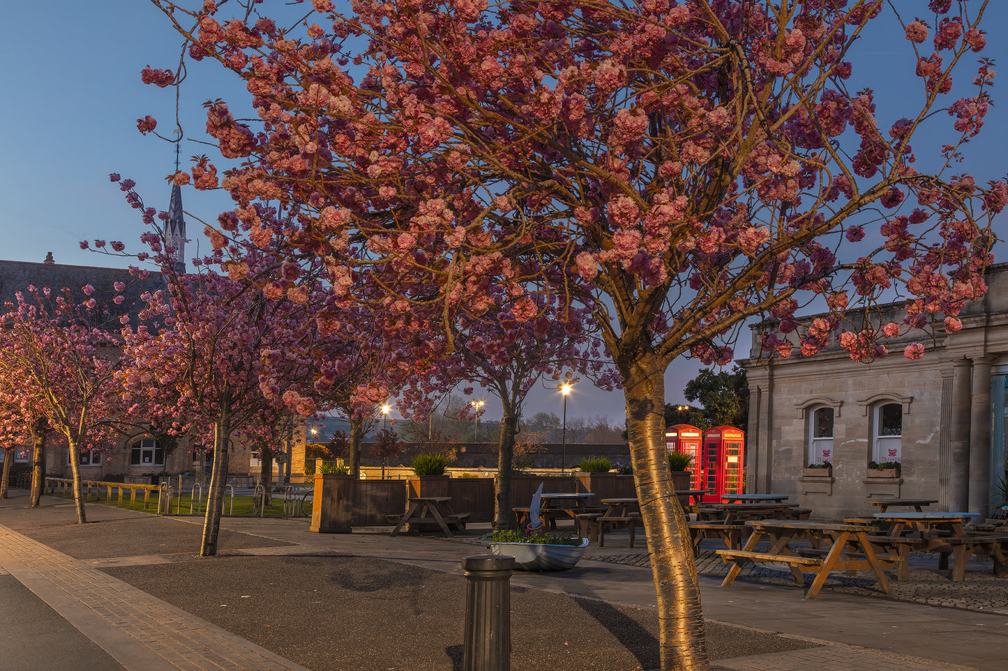 Barnstaple Cherry Blossom