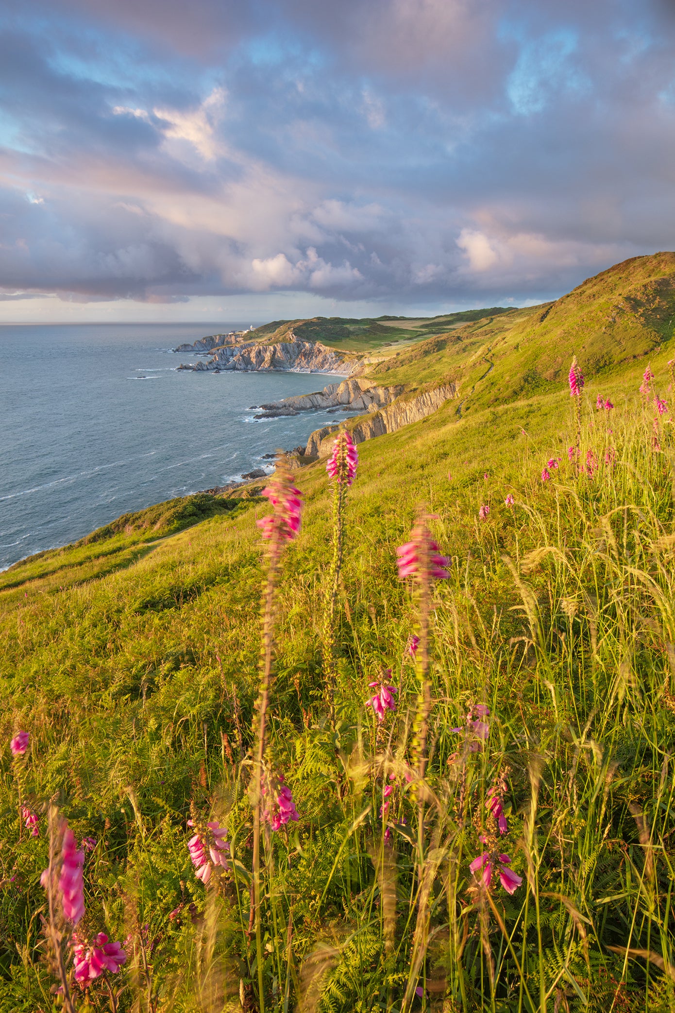 Bull Point Lighthouse and Foxgloves