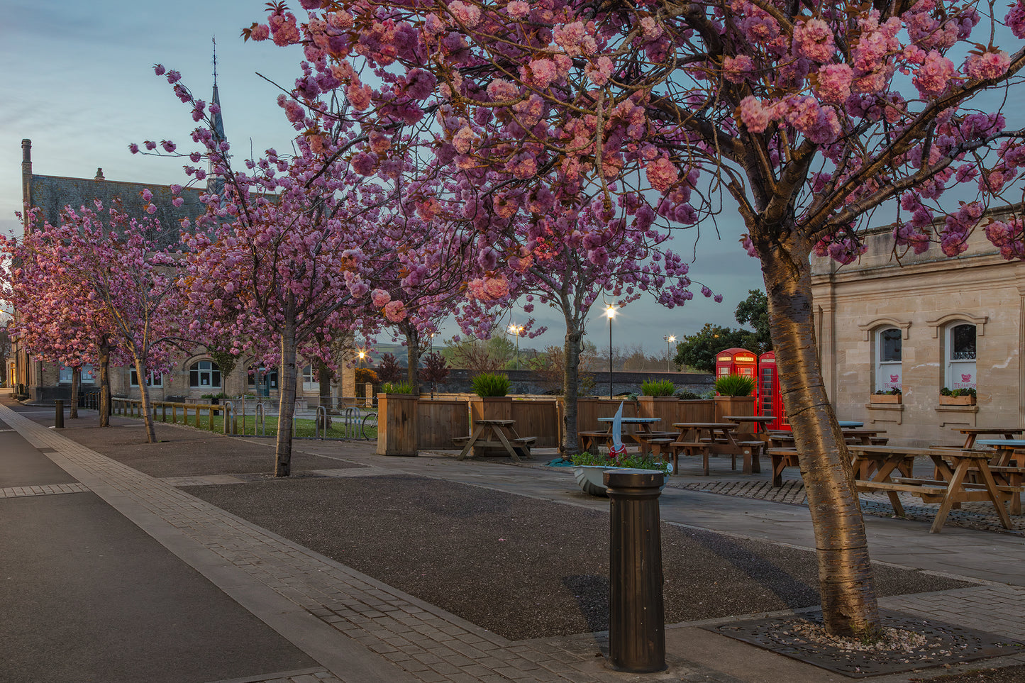 Barnstaple Cherry Blossom
