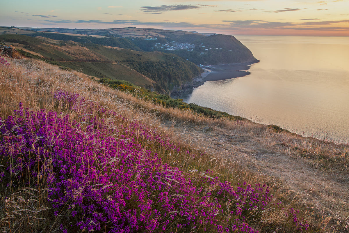 Above Lynmouth Heather