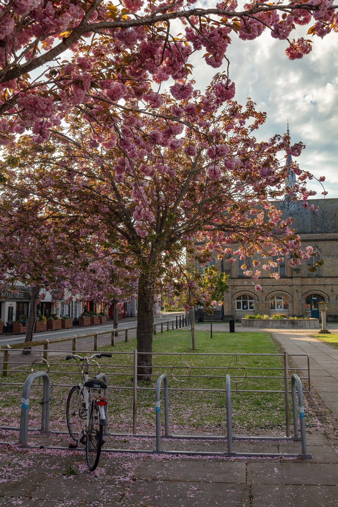 Barnstaple Cherry Blossom