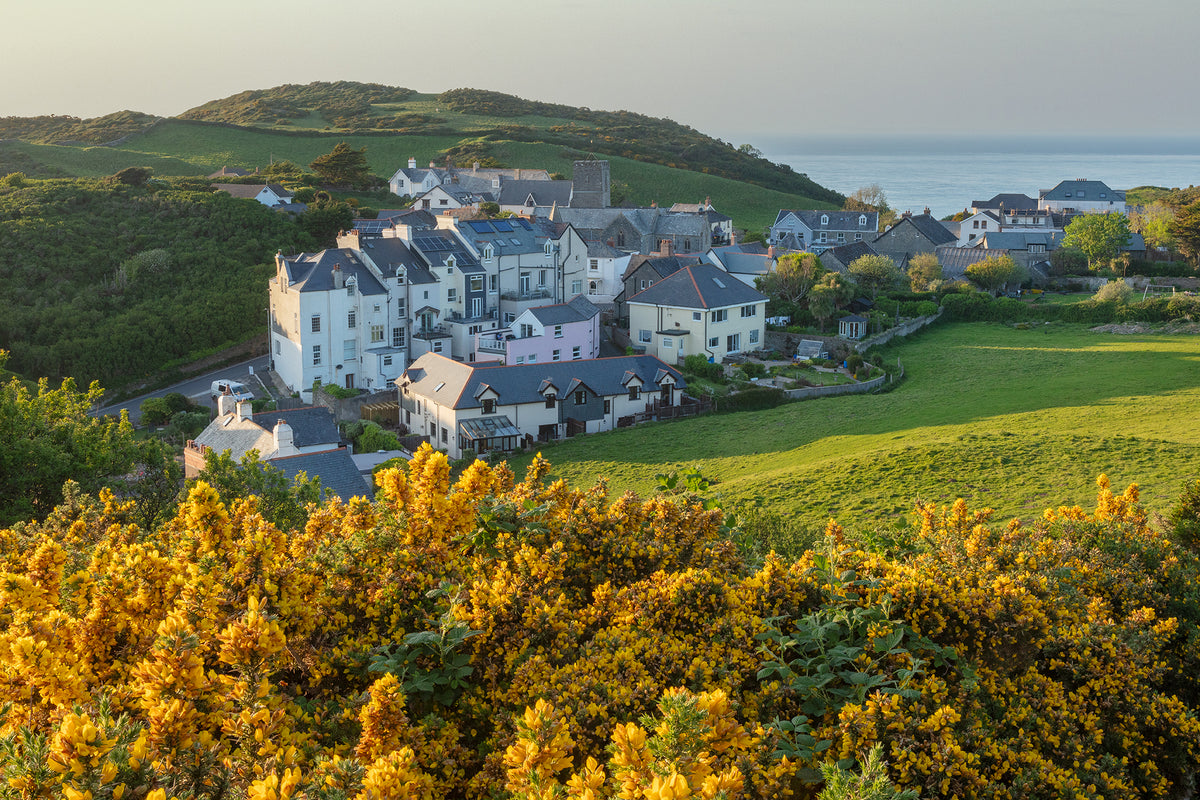 Mortehoe Spring Gorse