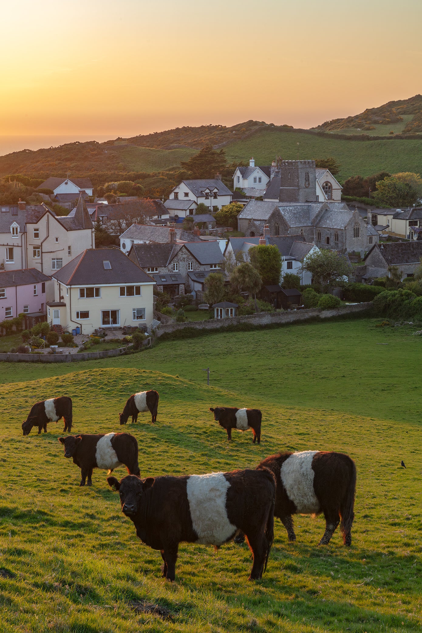 Mortehoe Cows