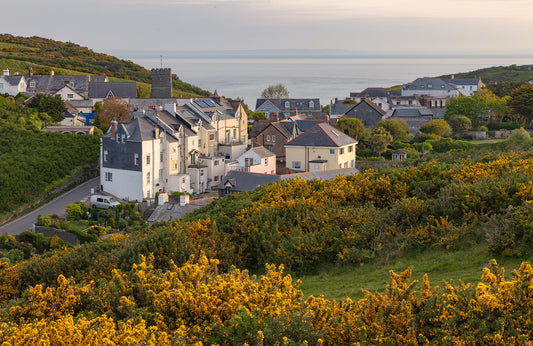 Mortehoe Spring Gorse