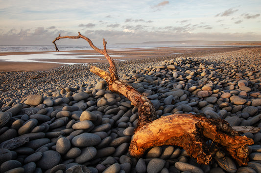 Westward Ho Beach Driftwood