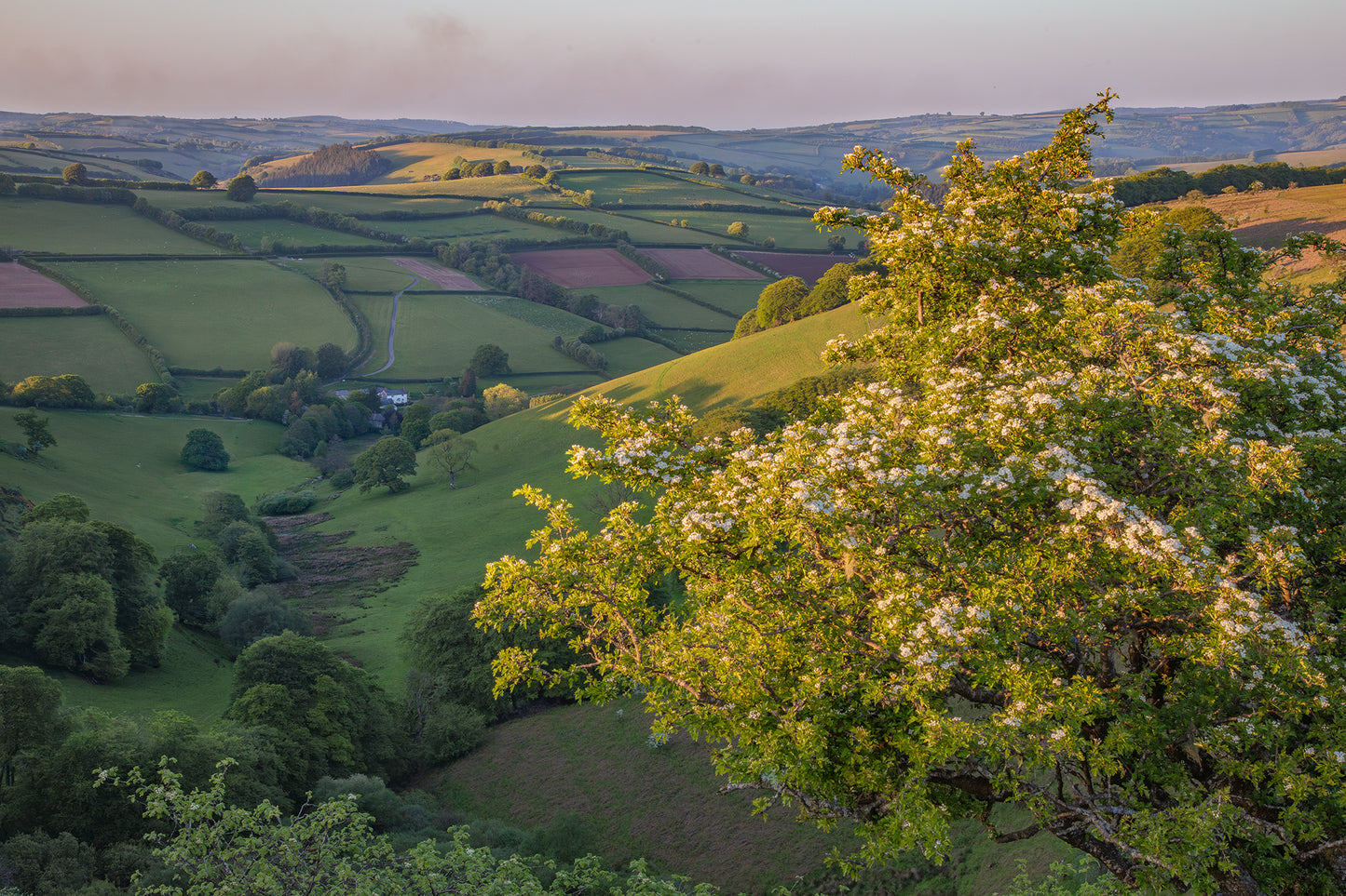 Winsford Hill Hawthorn Flowering