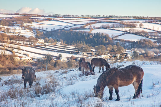 Exmoor Ponies Above Withypool