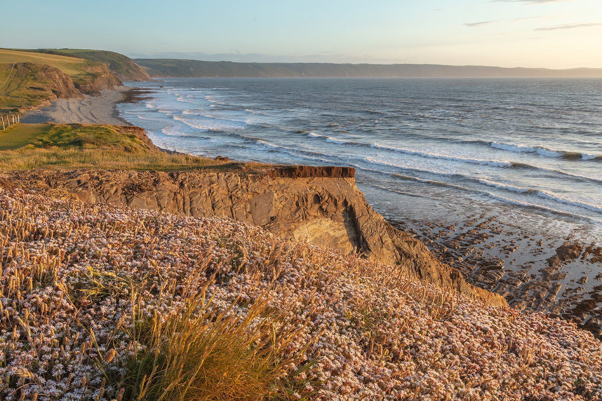 Greencliff Evening Flowers