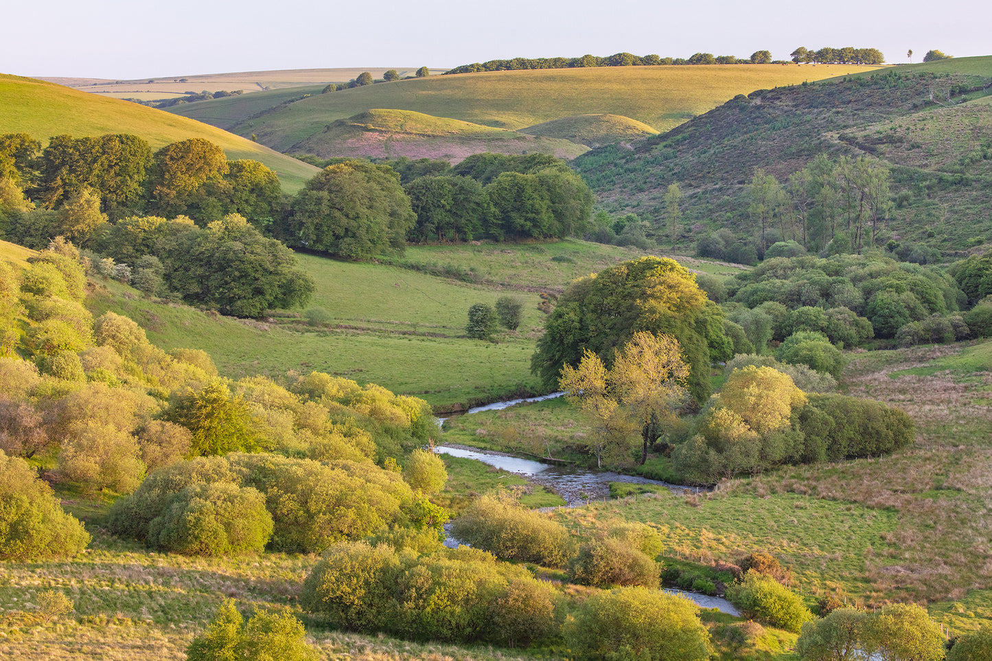 Sherdon Hutch Spring