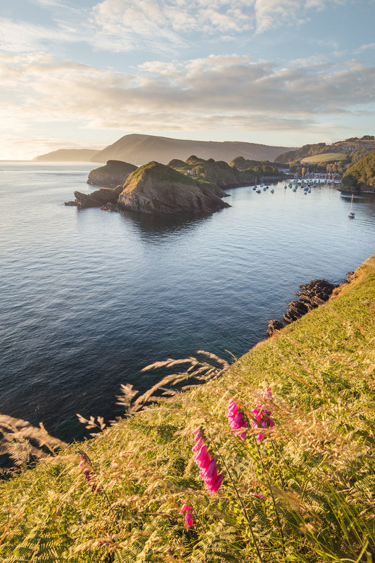 Watermouth Cove Summer