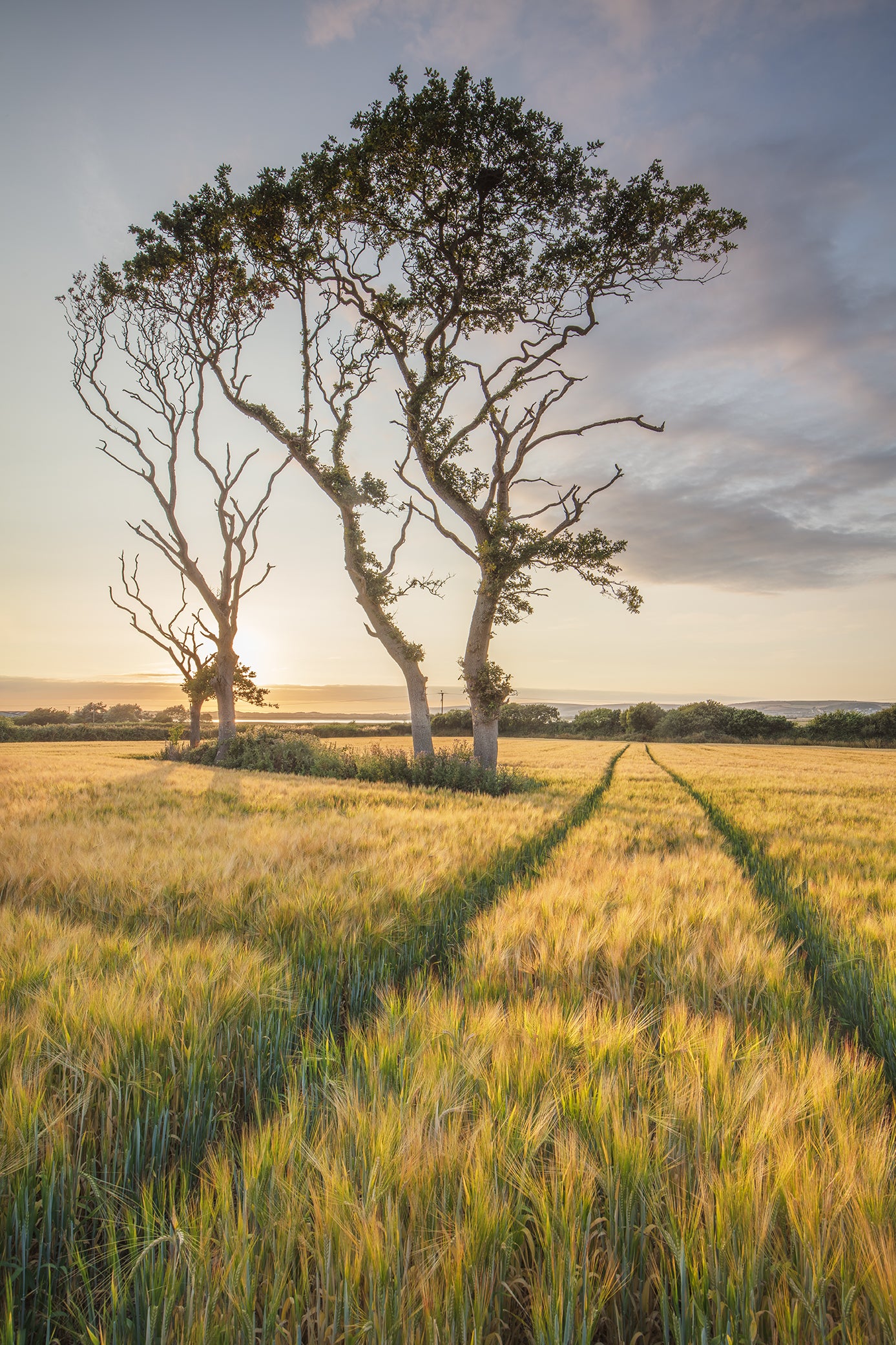 Instow Barley Fields