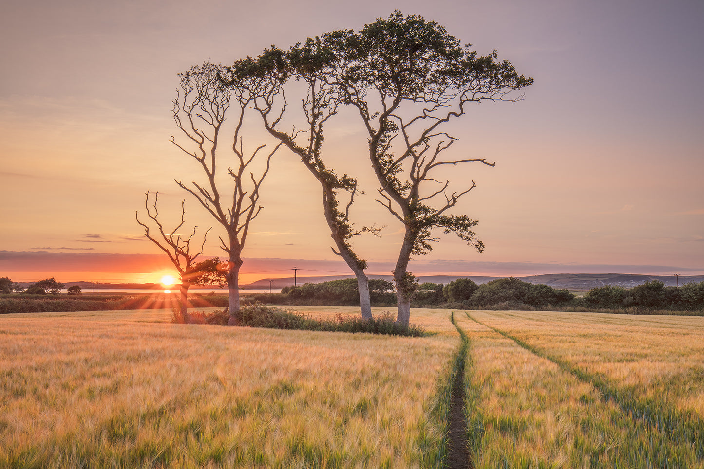 Instow Barley Fields Sunset