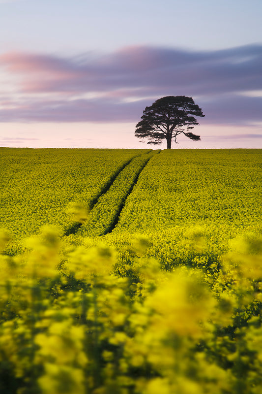 Merton Rapeseed