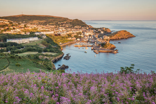 Ilfracombe with Rosebay Willow